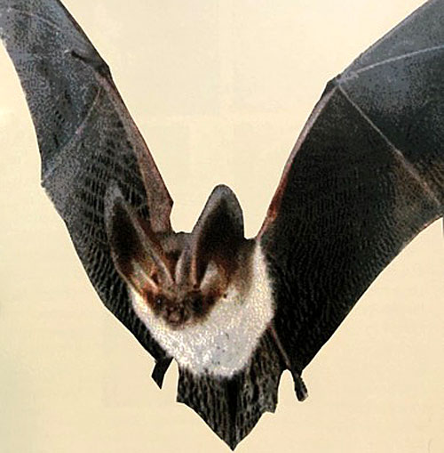 Bats... in, well not exactly the Belfry | Carla Maria Verdino-Süllwold | Scene4 Magazine-October 2018 - www.scene4.com