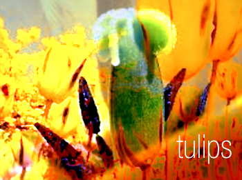 Tulips - Griselda Steiner  Scene4 Magazine Special Issue “Arts&Gender” April 0414  www.scene4.com
