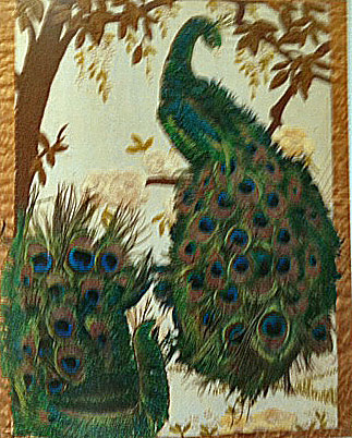 Photo9Peacocks-cr