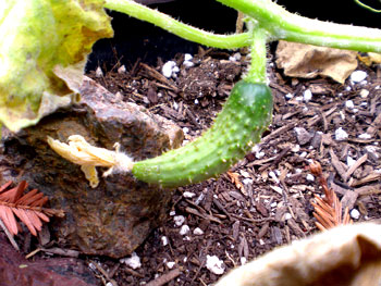 Cuke-cr