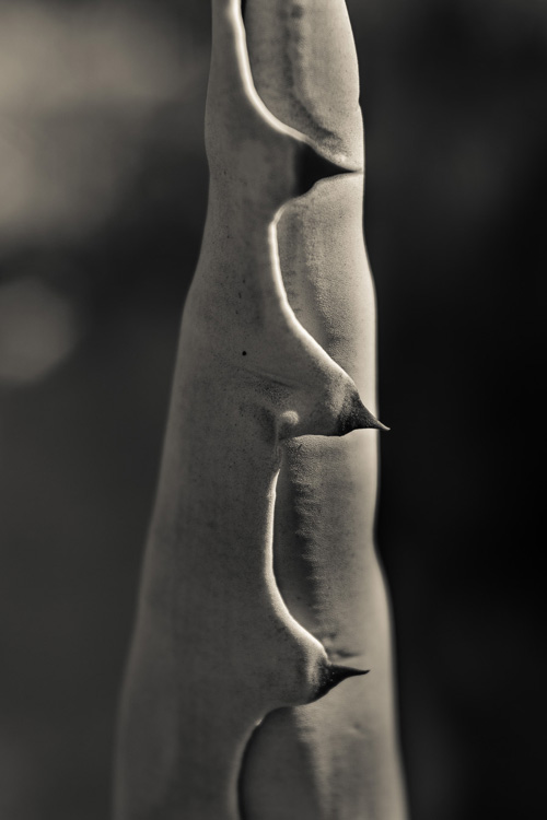 THE AGAVE UP CLOSE The Photography of Jon Rendell Scene4 Magazine May 2014 www.scene4.com