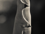 THE AGAVE UP CLOSE The Photography of Jon Rendell Scene4 Magazine June 2014 www.scene4.com