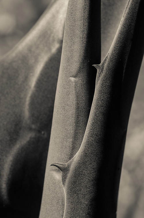 THE AGAVE UP CLOSE The Photography of Jon Rendell Scene4 Magazine May 2014 www.scene4.com