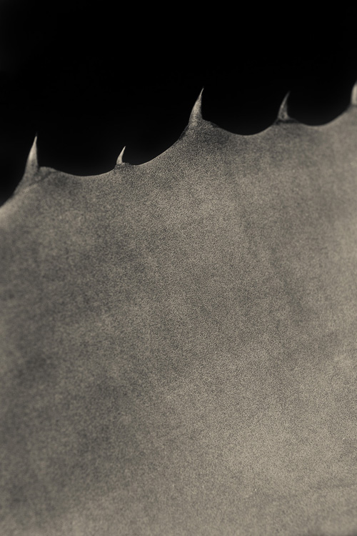 THE AGAVE UP CLOSE The Photography of Jon Rendell Scene4 Magazine May 2014 www.scene4.com