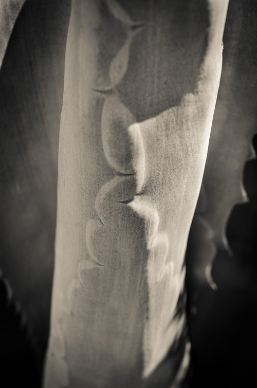THE AGAVE UP CLOSE The Photography of Jon Rendell Scene4 Magazine May 2014 www.scene4.com