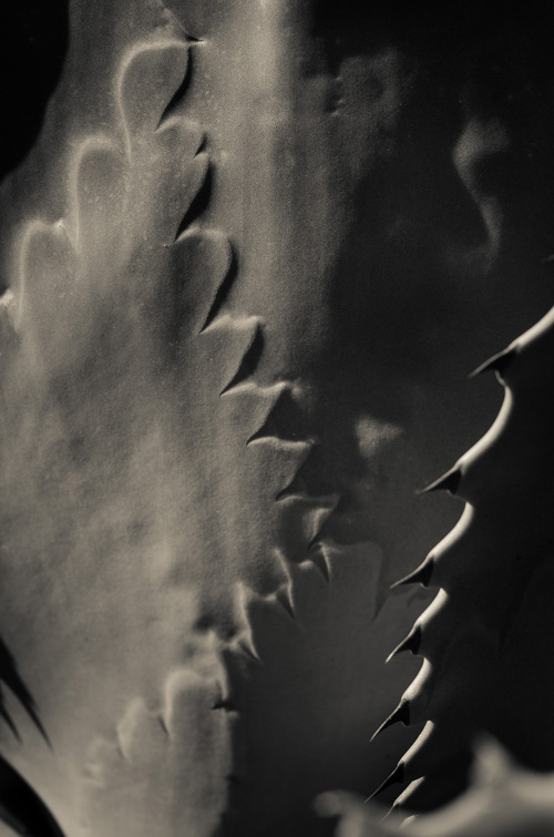THE AGAVE UP CLOSE The Photography of Jon Rendell Scene4 Magazine May 2014 www.scene4.com