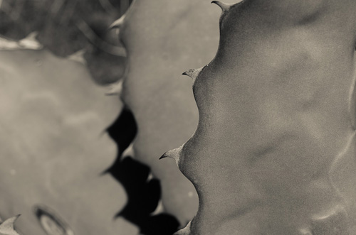 THE AGAVE UP CLOSE The Photography of Jon Rendell Scene4 Magazine May 2014 www.scene4.com