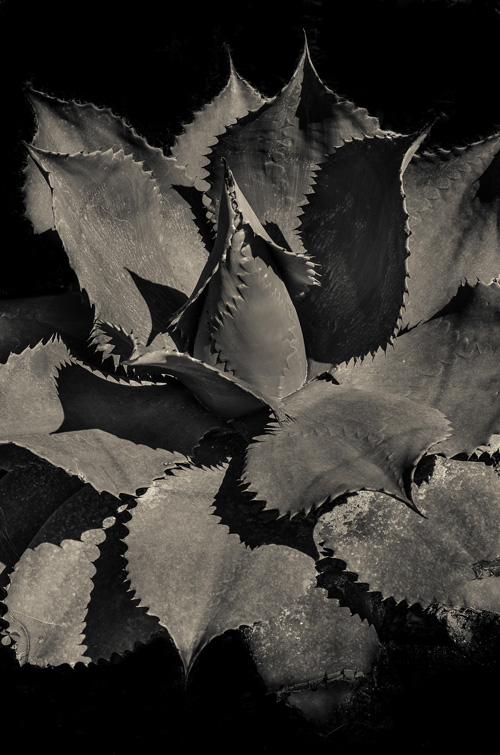 THE AGAVE UP CLOSE The Photography of Jon Rendell Scene4 Magazine May 2014 www.scene4.com