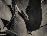 THE AGAVE UP CLOSE The Photography of Jon Rendell Scene4 Magazine June 2014 www.scene4.com