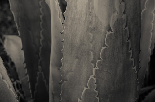 THE AGAVE UP CLOSE The Photography of Jon Rendell Scene4 Magazine May 2014 www.scene4.com