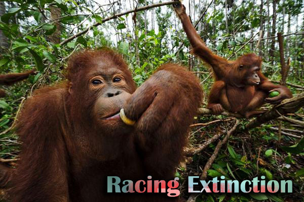 Racing Extinction | Griselda Steiner  Scene4 Magazine November 2014 www.scene4.com