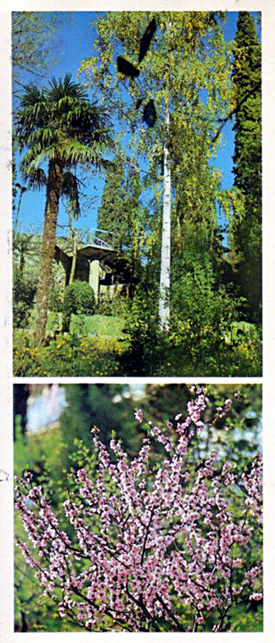 11.AC.YaltaCherryTrees-cr