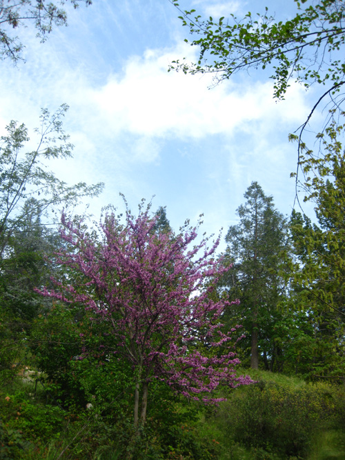 12.PinkTree-cr 12.PinkTree-cr