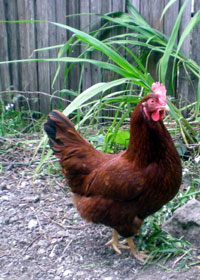 Belina2