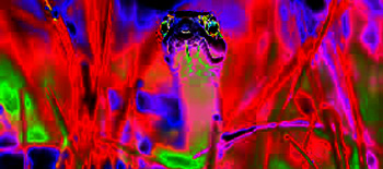 Snake In The Grass | Sandeep Girish Bhatnagar | Scene4 Magazine September 2015  www.scene4.com