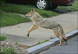 1179coyote