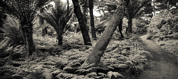 Golden Gate Park and the de Young Museum - San Francisco | The Photography of Jon Rendell | Scene4 Magazine  September 2015  www.scene4.com