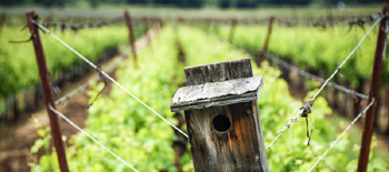 Postcards from Napa | The Photography of Jon Rendell | Scene4 Magazine | January 2016  www.scene4.com