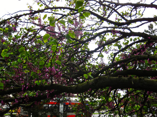 7.Tree-cr