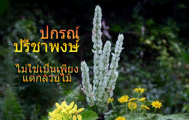 Pakorn Preechaphong | interview by Janine Yasovant | Scene4 Magazine | March 2017 |  www.scene4.com