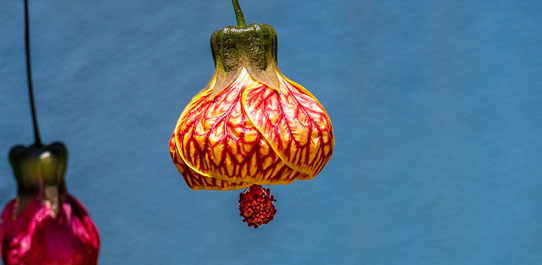 Flower Time | Jon Rendell | Scene4 Magazine - August 2018 | www.scene4.com