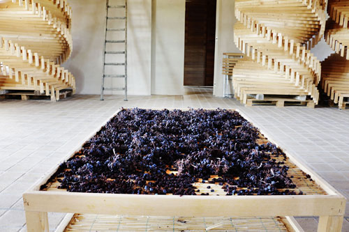 Bea's Sagrantino grapes & drying racks-cr
