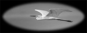 image001-cr