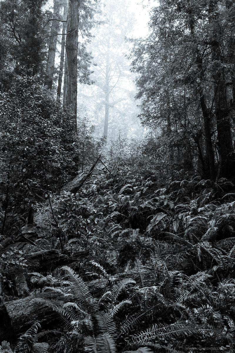 Postcards from Muir Woods | Jon Rendell | Scene4 Magazine - November 2018 | www.scene4.com