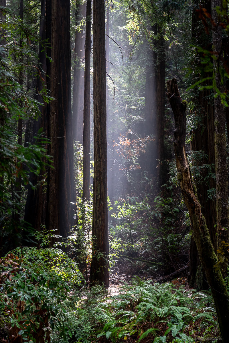 Postcards from Muir Woods | Jon Rendell | Scene4 Magazine - November 2018 | www.scene4.com