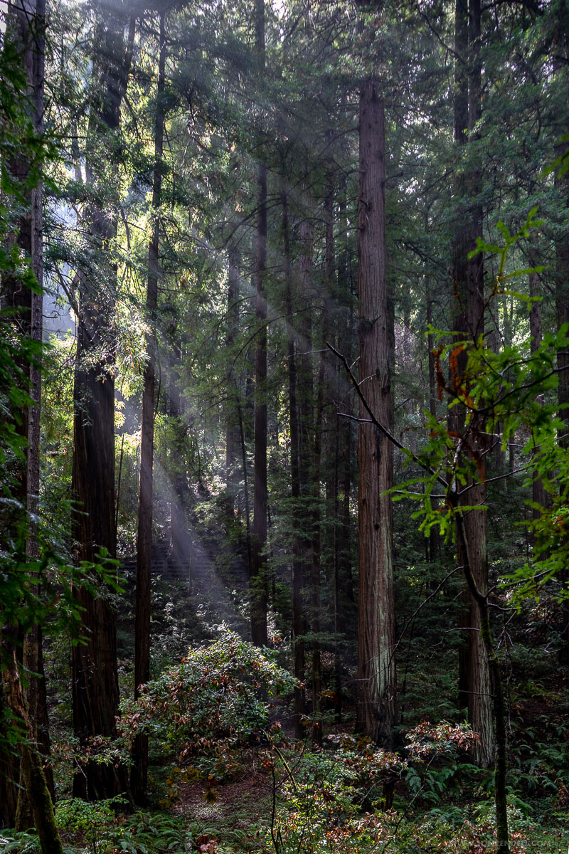 Postcards from Muir Woods | Jon Rendell | Scene4 Magazine - November 2018 | www.scene4.com