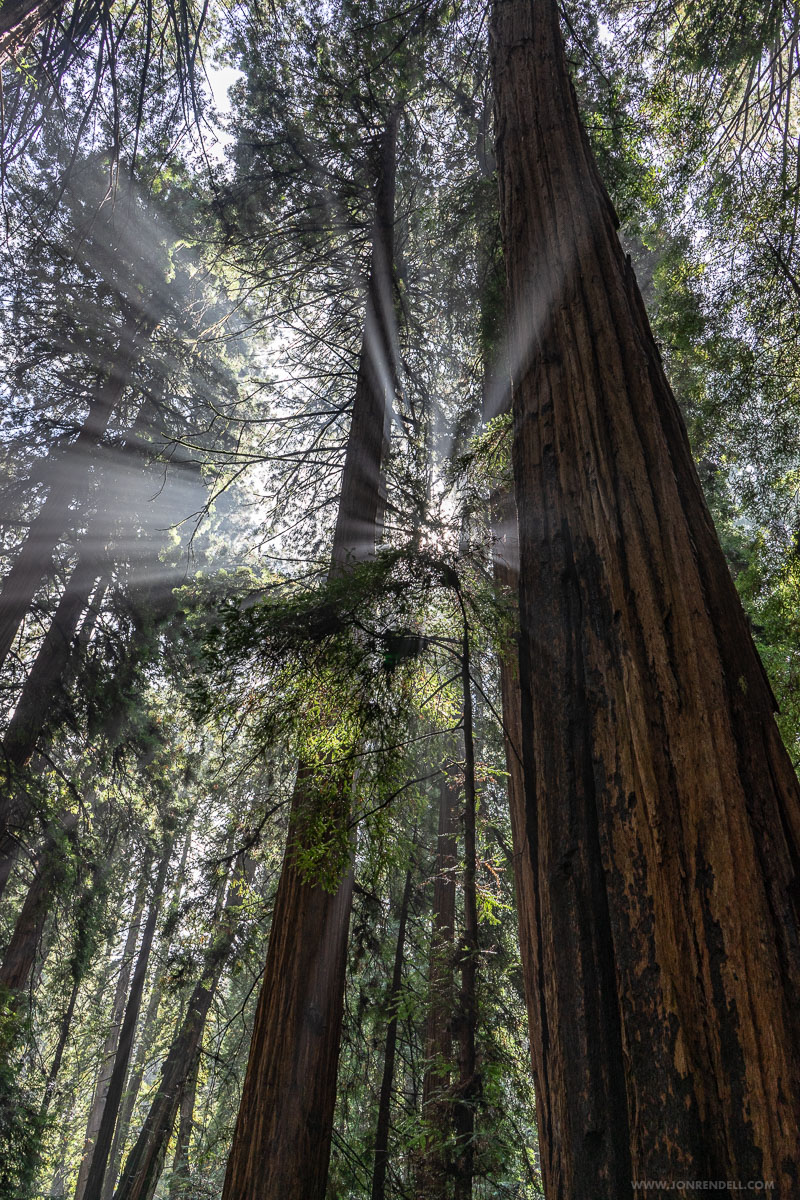 Postcards from Muir Woods | Jon Rendell | Scene4 Magazine - November 2018 | www.scene4.com