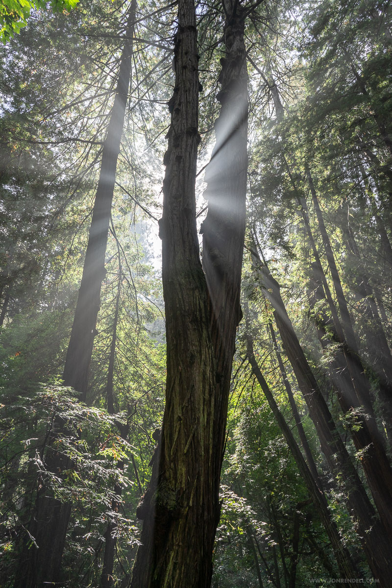 Postcards from Muir Woods | Jon Rendell | Scene4 Magazine - November 2018 | www.scene4.com