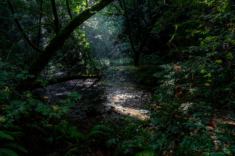 Postcards from Muir Woods | Jon Rendell | Scene4 Magazine - November 2018 | www.scene4.com