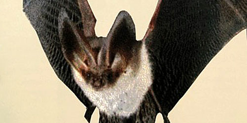 Photo1Bat-crs