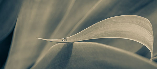 Foxtail Agave Part Deux | Jon Rendell | Scene4 Magazine | December 2019 | www.scene4.com