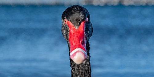 The Impossible Bird | Jon Rendell | Scene4 Magazine | July 2019 | www,scene4.com