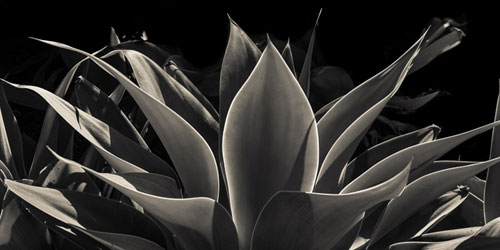 Foxtail Agave | Jon Rendell | Scene4 Magazine | May 2019 | www,scene4.com