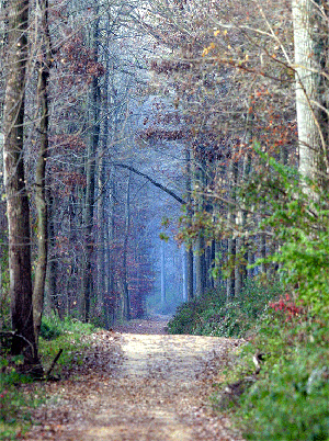 IAS-woods-path-cr
