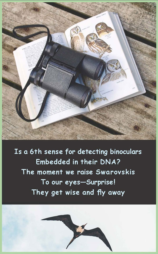 Visual Poems | David Alpaugh | Scene4 Magazine | December 2020 | www.scene4.com