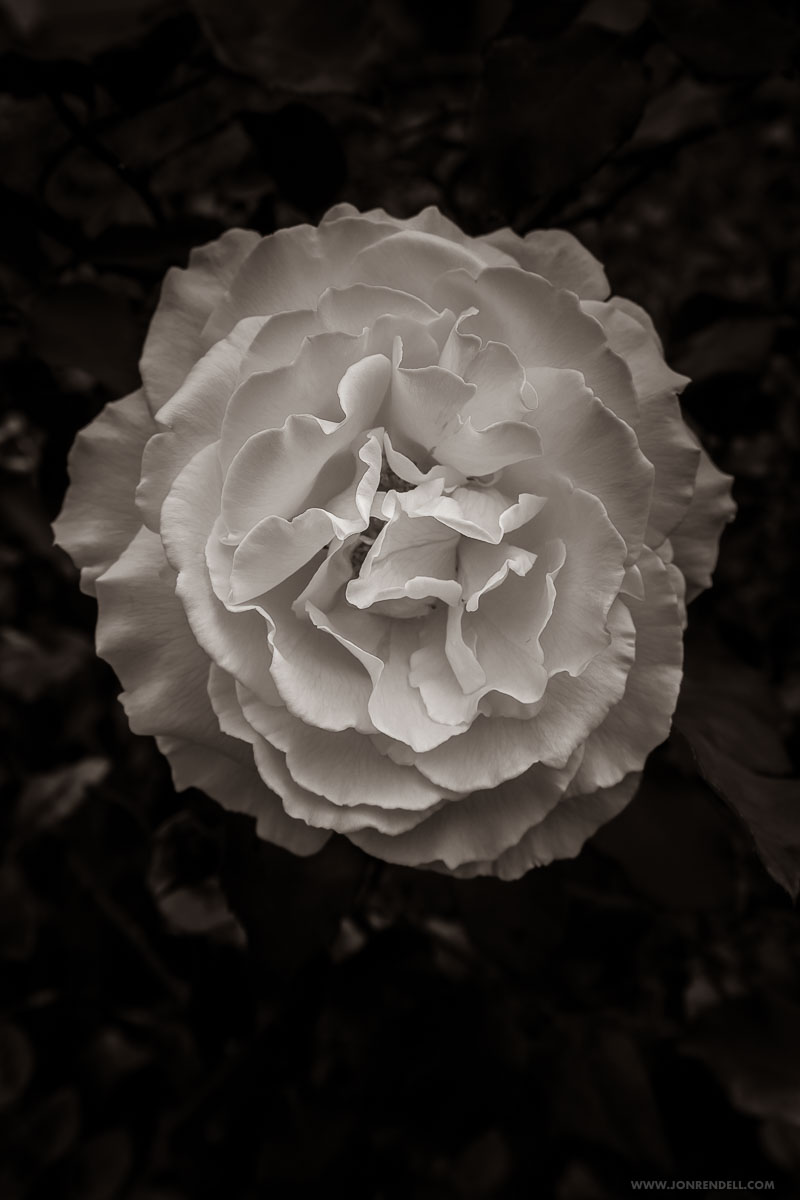 RECENT FLOWERS | Jon Rendell | Scene4 Magazine | December 2020 | www.scene4.com