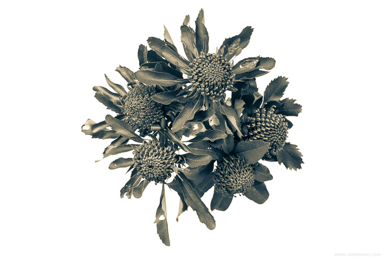 RECENT FLOWERS | Jon Rendell | Scene4 Magazine | December 2020 | www.scene4.com