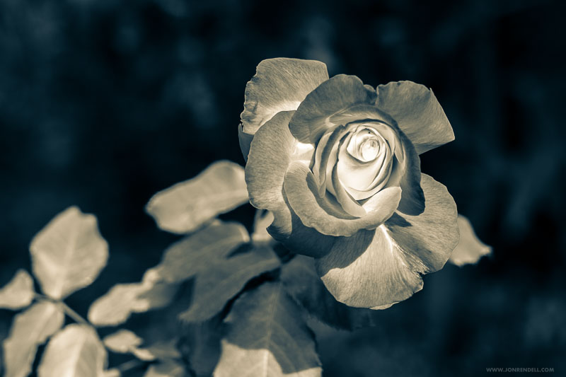 RECENT FLOWERS | Jon Rendell | Scene4 Magazine | December 2020 | www.scene4.com