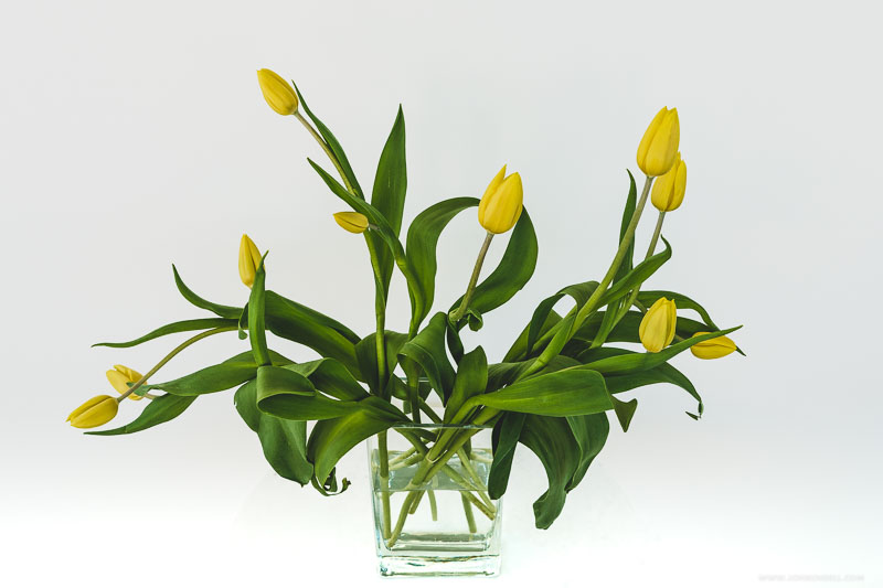 RECENT FLOWERS | Jon Rendell | Scene4 Magazine | December 2020 | www.scene4.com