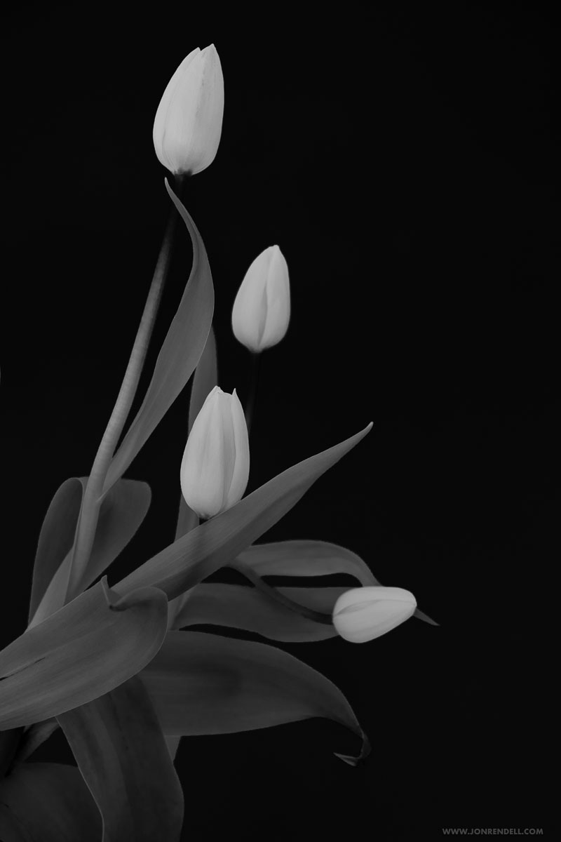 RECENT FLOWERS | Jon Rendell | Scene4 Magazine | December 2020 | www.scene4.com