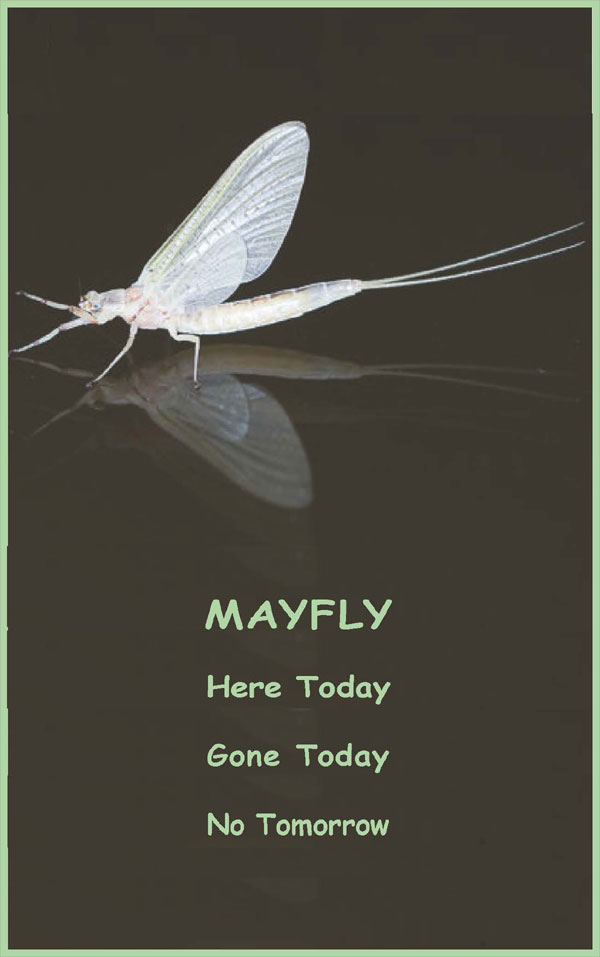 Visual Poems | David Alpaugh | Scene4 Magazine-May 2020 | www.scene4.com