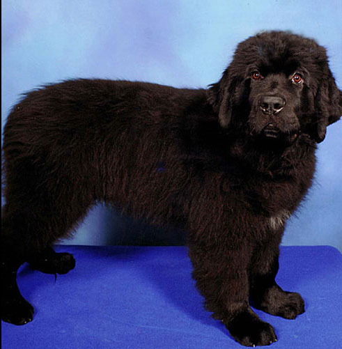 Photo4-Rufus-cr2
