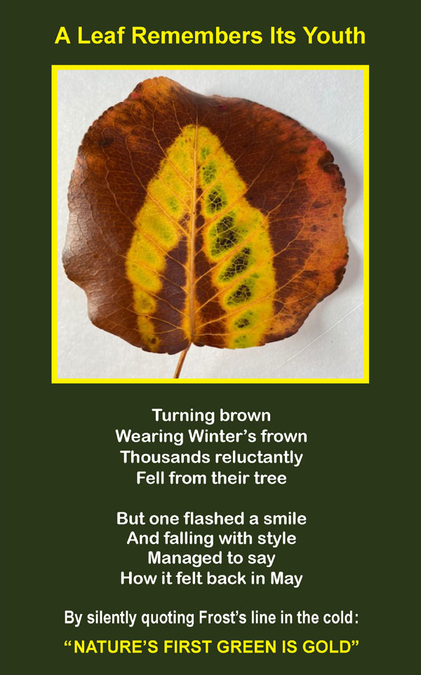 Visual Poems | David Alpaugh | Scene4 Magazine | February 2021 | www.scene4.com