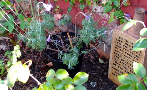 Image3_Urn-in-Garden-cr