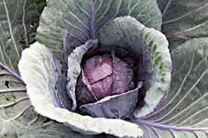 2-field-cabbage-cr