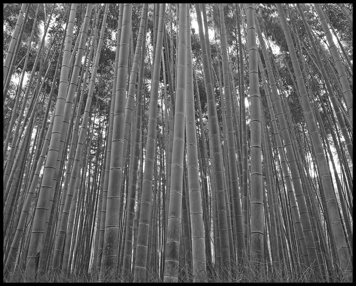 2010-BAMBOO-kyoto--(1)-cr